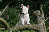 BULL TERRIER MINIATURE 172